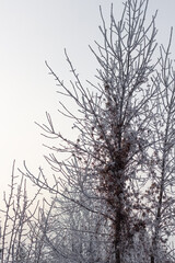 Ash tree in winter with clematis vine, frost covered branches