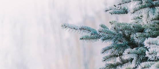 Winter panorama of fir branches with snow and frost on a light background for decorative design