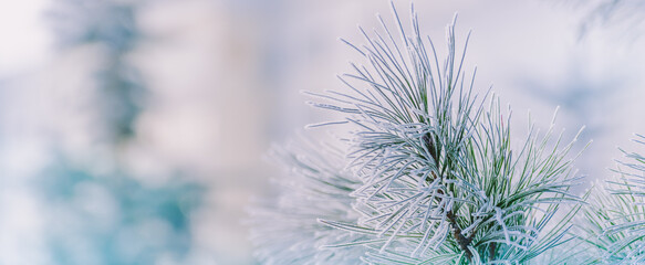 Winter panorama of pine branches with snow and frost on a light background for decorative design
