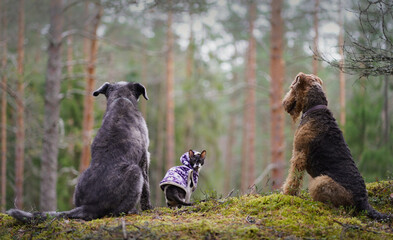 friends dogs and cat in the wild forest  © Vladya