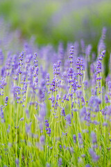 Fototapeta premium A portrait cropped shot of vibrant lavender flowers and stems in the summer sun with shallow depth of field