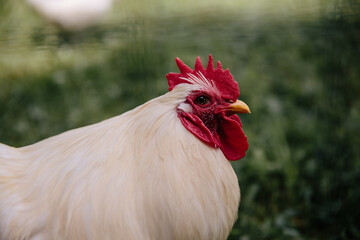 close up of rooster's head and neck with green grassy field in background