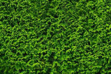 background of green plant shrub