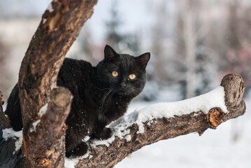 winter in Russia, Belgorod region, Alekseevka city