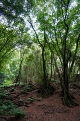 Fototapeta premium Lorbeerwald 