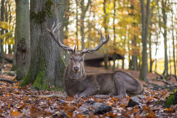 red deer with imposing antlers