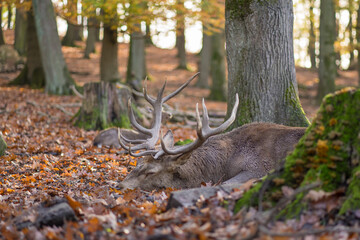 red deer with imposing antlers