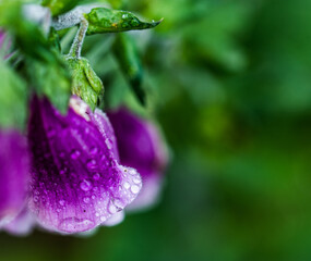 Macro shot of foxglove flower with dew drops – nature close-up