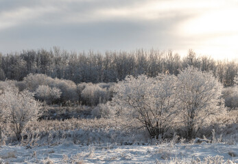 frosty winter landscape with trees