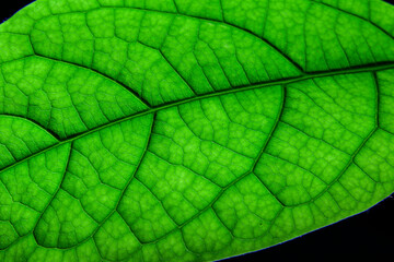 Naklejka na ściany i meble Green avocado leaf
