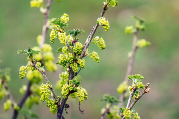 Currant blossom, currant branch with spring flowers