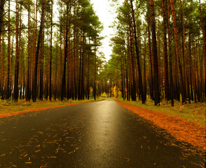 Obraz premium A walk into nature at autumn in Mecklenburg-West Pomerania Germany Europe