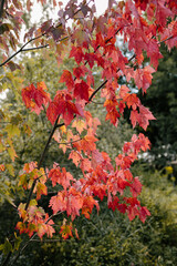 Red maple leaves on branch during Fall