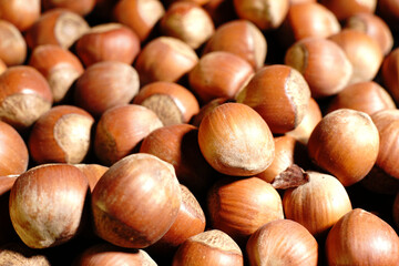 Hazelnut. Nuts in their shells. Dim lights.