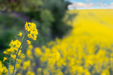 Yellow rapeseed flowers on the edge of the field on a background of trees, growing rapeseed