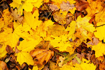 Colorful background of fallen autumn leaves Top view