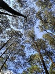 trees in the forest