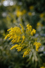 Close up of yellow wildflowers swaying in the breeze on a farm in the summertime