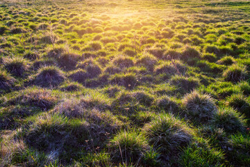 Many mounds of grass in a swamp on a sunny day.