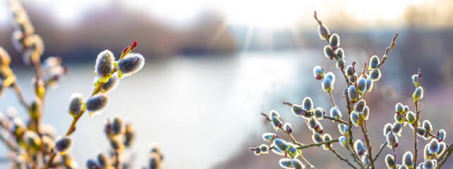 Spring background with flowering willow branches near the river in sunny weather