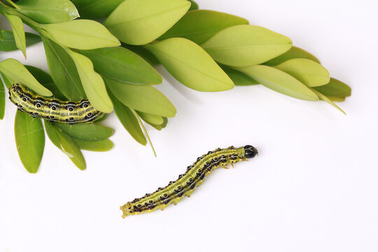 Chenille de la pyrale du buis	