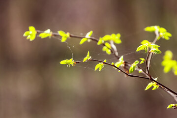 Spring forest, fresh young leaves on a tree branch