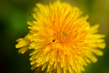 diente de león en flor, con pequeño insecto 