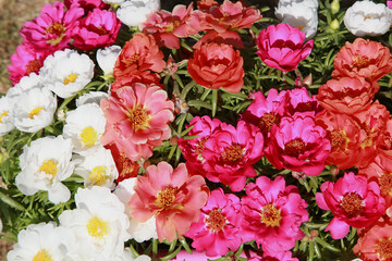 Obraz na płótnie Canvas Pourpier d'ornement à grandes fleurs multicolor