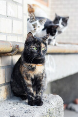 Big cat in the foreground and kittens in the background near city house © Volodymyr