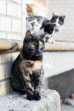 Big cat in the foreground and kittens in the background near city house