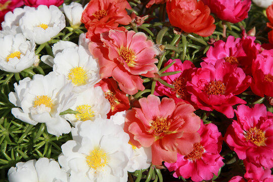 Pourpier d'ornement &agrave; grandes fleurs multicolor