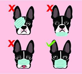 Boston Terrier dog showing the correct way of wearing a medical face mask