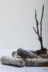 A dried plant with a root system. Among the corroded waste batteries. Environmental protection and waste recycling. Filmed on a white surface.