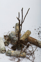 A dried plant with a root system. Among the corroded waste batteries. Environmental protection and waste recycling. Filmed on a white surface.