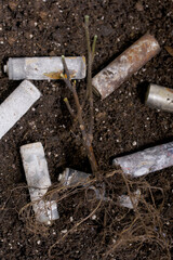 A withered plant. Lies on the ground among corroded waste batteries. Environmental protection and waste recycling. Close-up shot.