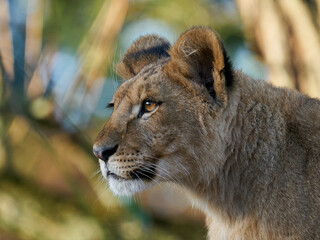 Lion (Panthera leo)