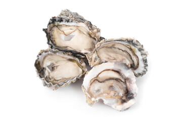 Oyster an isolated on a white background