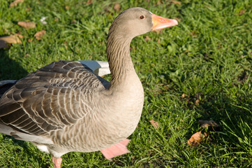 Naklejka na ściany i meble Closeup of a goose in meadow