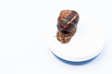 large brown snail on a jar of face cream, on a white background. Skin care