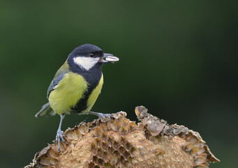 Naklejka premium Kohlmeise