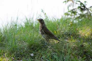 Cuckoo, bird, forest, chick, nature, animals