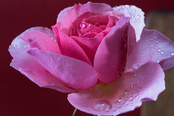 Pink rose with water droplets.