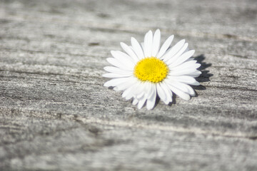 Obraz premium Single White Daisy on a Weathered Wooden Table