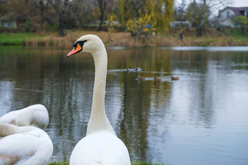 Swan in profile in front of the pond. Ukraine. Copy space.