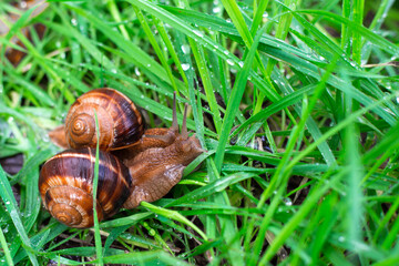 two grape snails in wet grass after rain. Microworld