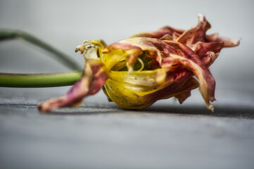 vergangene Schönheit