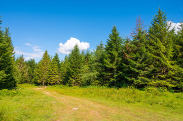 Beautiful summer landscape. Road in the forest between pines trees. Blue sky. Copy space.