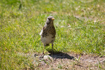 Cuckoo, bird, forest, chick, nature, animals