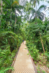 The rainforest in George Brown Botanical Gardens, Darwin, Northern Territory, Australia.