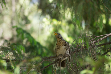 Cuckoo, bird, forest, chick, nature, animals